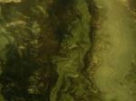 Antique Green Green Countertops Colors