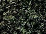 Atlantic Green green Countertops Colors