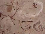 Aurisina beige Countertops Colors