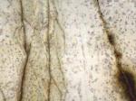 Blanco Nafin white Marble Mexico