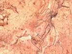 Botcino pink Limestone Egypt