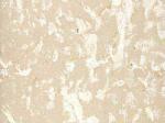 Botticino Fiorito beige Countertops Colors