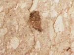 Botticino Sicilia beige Limestone Italy