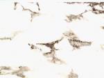Breccia Stazzema white Marble Italy