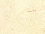 Caliza Zarci Stone Countertops Color Search