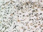 Cesar White white granite Countertops Colors