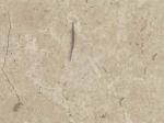Crema Cenia Stone Countertops Color Search