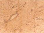Crema Loja Stone Countertops Color Search