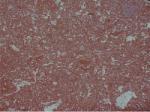 Iran G 163 red Countertops Colors