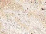 Ivory Chiffon beige Migmatite India