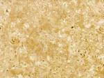 Niwala Gold Stone Countertops Color Search