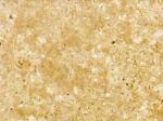 Niwala Gold gold Countertops Colors