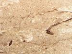 Nocciolato Scuro beige Limestone Italy