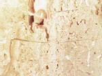 Pink Liberty Stone Countertops Color Search
