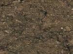 Rasotica brown Limestone Croatia