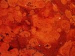 Rosso Magnaboschi red Limestone Italy