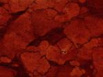 Rosso Sicilia red Limestone Italy