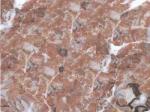 Rouge Royal red Limestone Belgium