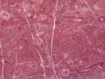 Taurus Cherry red Limestone Turkey