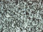 Thanstein Germany Countertops Colors
