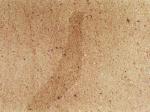 Trebgast beige Sandstone Germany