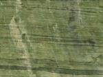 Verde Bamboo green Quartzite Brazil