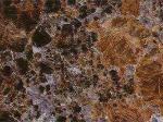Agate brown Granite United States