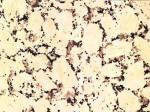 Rosavel Granite Countertops Colors